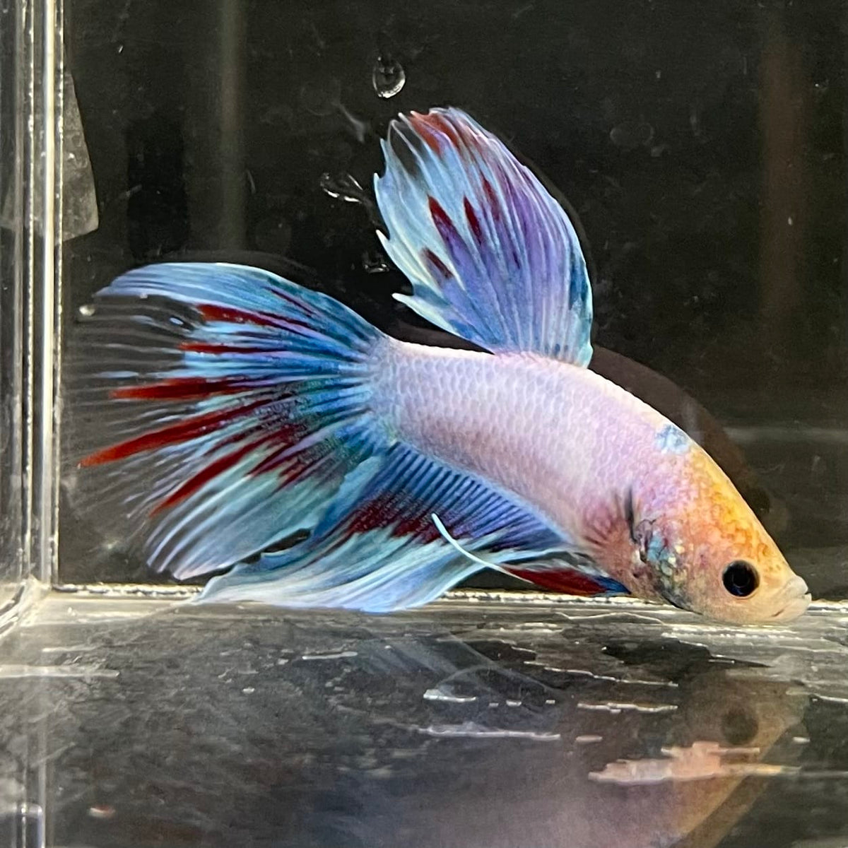 the-fish-farm Male Betta Male Betta - One Only - 12 Choose your favourite Male Betta from The Fish Farm Australia