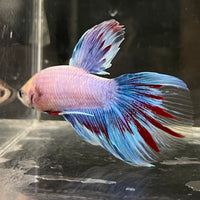 the-fish-farm Male Betta Male Betta - One Only - 12 Choose your favourite Male Betta from The Fish Farm Australia