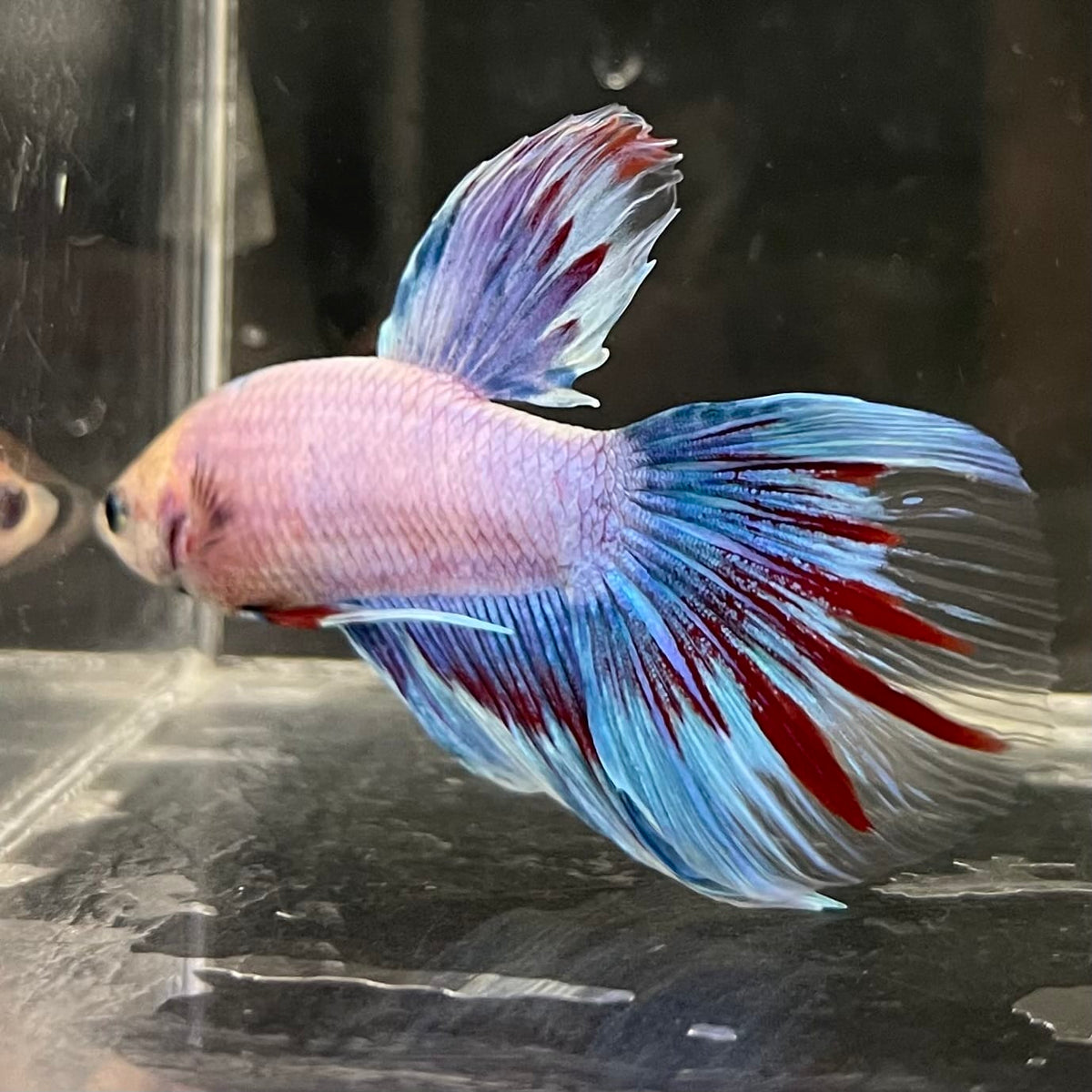the-fish-farm Male Betta Male Betta - One Only - 12 Choose your favourite Male Betta from The Fish Farm Australia