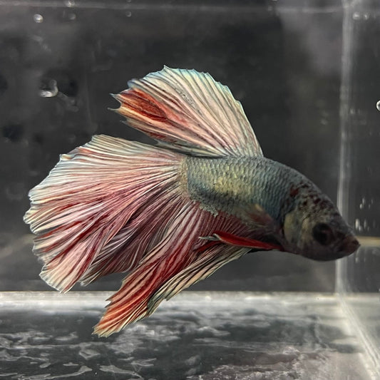 the-fish-farm Male Betta Male Betta - One Only - 12 Choose your favourite Male Betta from The Fish Farm Australia