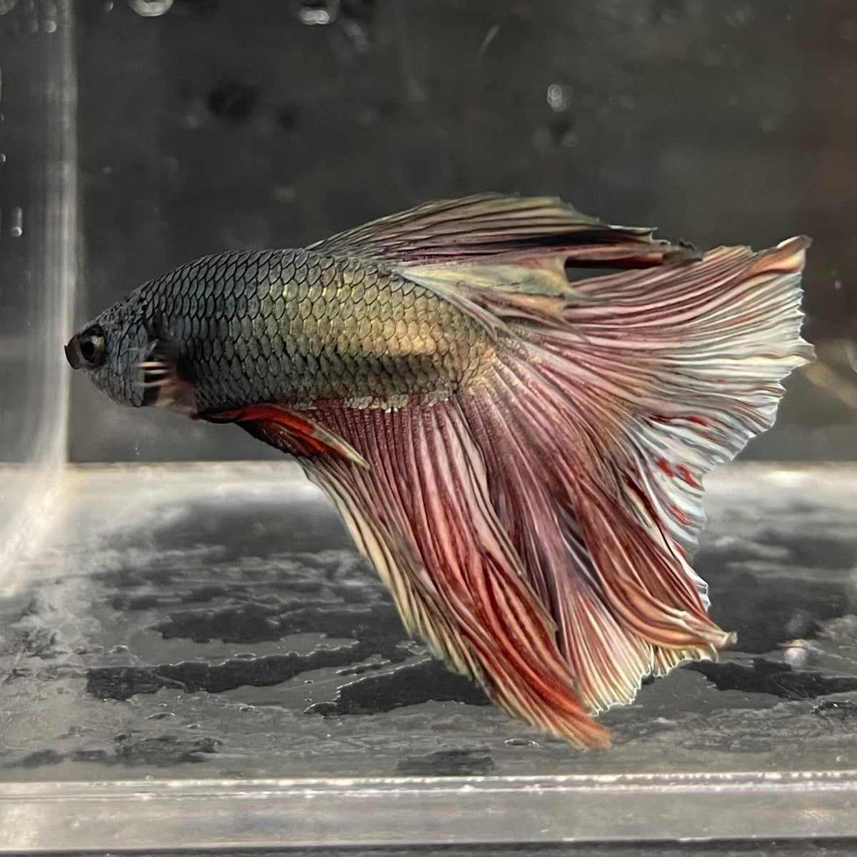 the-fish-farm Male Betta Male Betta - One Only - 12 Choose your favourite Male Betta from The Fish Farm Australia