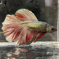 the-fish-farm Male Betta Male Betta - One Only - 12 Choose your favourite Male Betta from The Fish Farm Australia