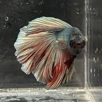 the-fish-farm Male Betta Male Betta - One Only - 12 Choose your favourite Male Betta from The Fish Farm Australia