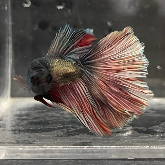 the-fish-farm Male Betta Male Betta - One Only - 12 Choose your favourite Male Betta from The Fish Farm Australia