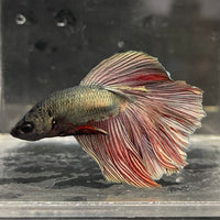 the-fish-farm Male Betta Male Betta - One Only - 12 Choose your favourite Male Betta from The Fish Farm Australia