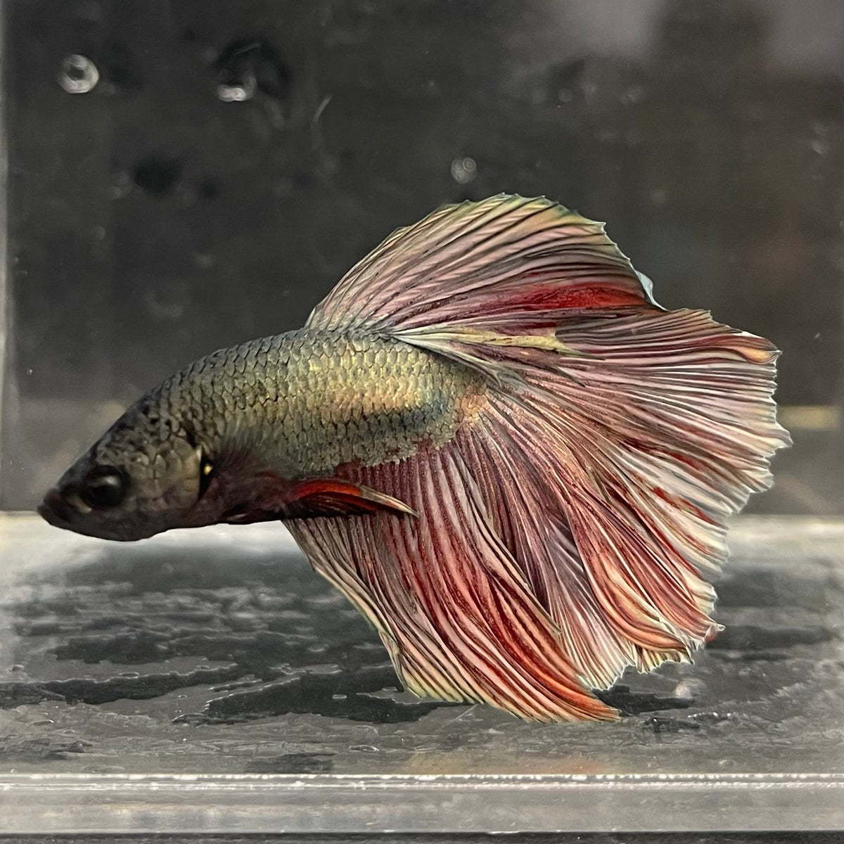 the-fish-farm Male Betta Male Betta - One Only - 12 Choose your favourite Male Betta from The Fish Farm Australia