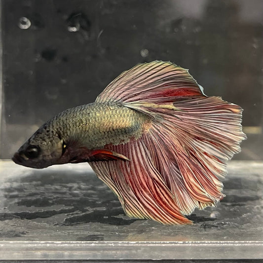 the-fish-farm Male Betta Male Betta - One Only - 12 Choose your favourite Male Betta from The Fish Farm Australia