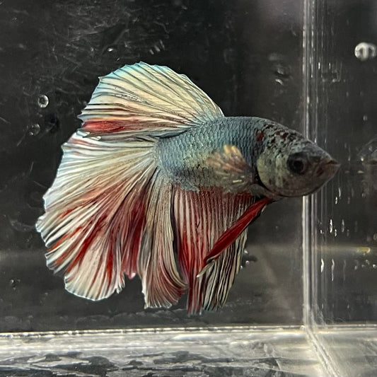 the-fish-farm Male Betta Male Betta - One Only - 12 Choose your favourite Male Betta from The Fish Farm Australia