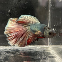 the-fish-farm Male Betta Male Betta - One Only - 12 Choose your favourite Male Betta from The Fish Farm Australia