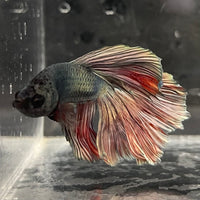 the-fish-farm Male Betta Male Betta - One Only - 12 Choose your favourite Male Betta from The Fish Farm Australia