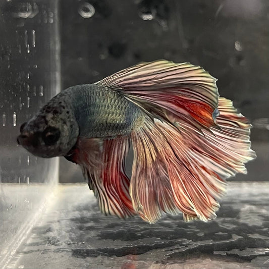the-fish-farm Male Betta Male Betta - One Only - 12 Choose your favourite Male Betta from The Fish Farm Australia