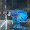 the-fish-farm Male Betta Male Betta - One Only - 12 Choose your favourite Male Betta from The Fish Farm Australia