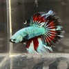 the-fish-farm Male Betta Male Betta - One Only - 13 Choose your favourite Male Betta from The Fish Farm Australia