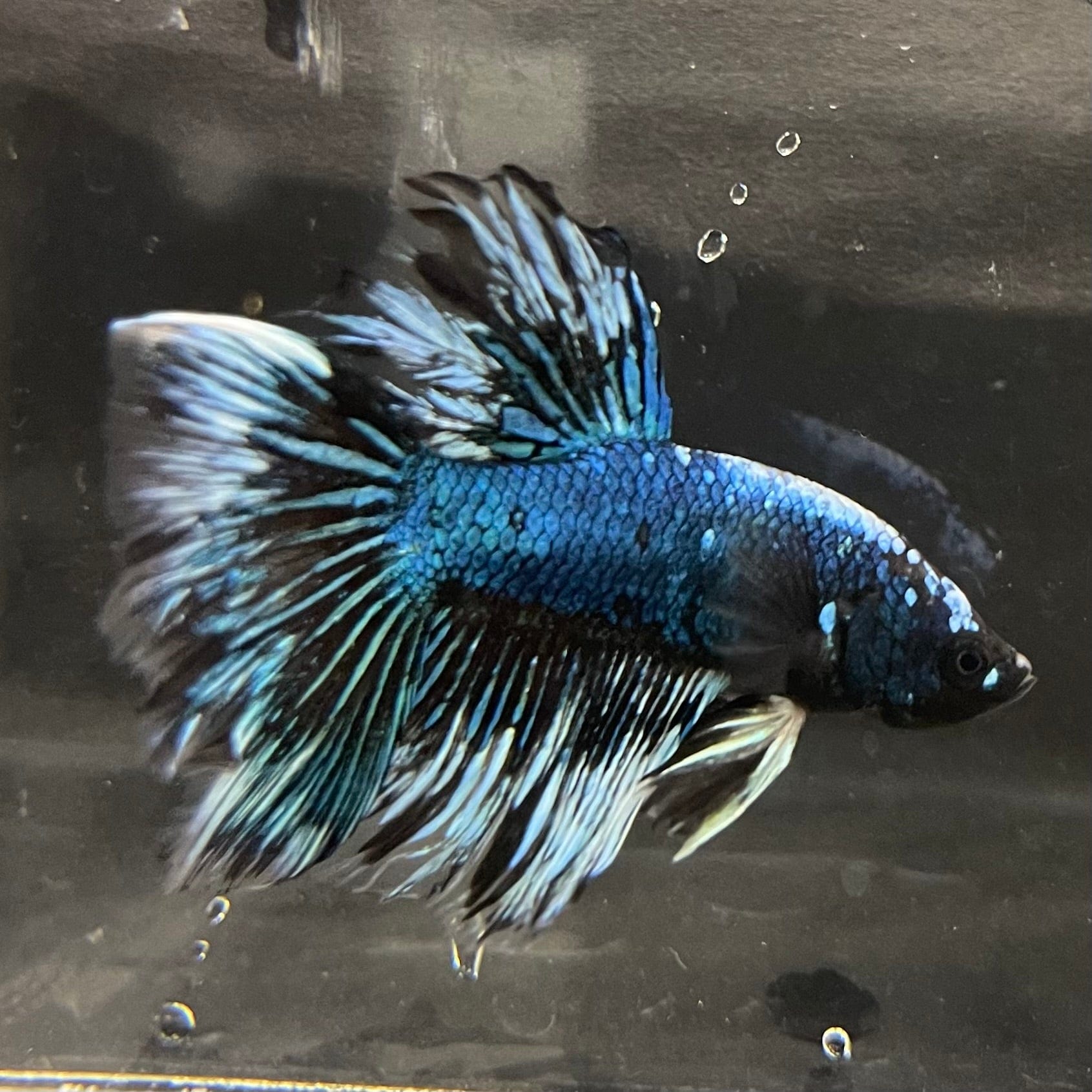 the-fish-farm Male Betta Male Betta - One Only - 13 Choose your favourite Male Betta from The Fish Farm Australia