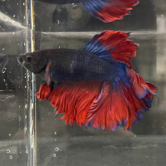 the-fish-farm Male Betta Male Betta - One Only - 13 Choose your favourite Male Betta from The Fish Farm Australia