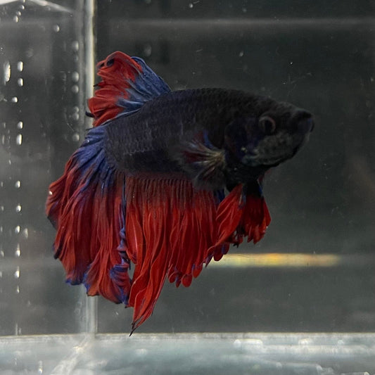 the-fish-farm Male Betta Male Betta - One Only - 13 Choose your favourite Male Betta from The Fish Farm Australia