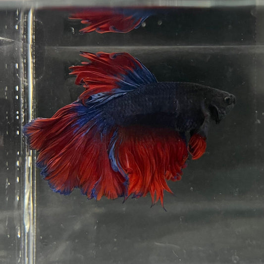 the-fish-farm Male Betta Male Betta - One Only - 13 Choose your favourite Male Betta from The Fish Farm Australia