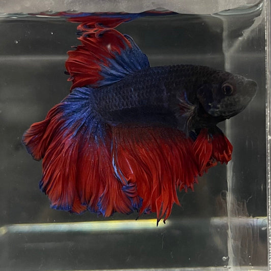 the-fish-farm Male Betta Male Betta - One Only - 13 Choose your favourite Male Betta from The Fish Farm Australia