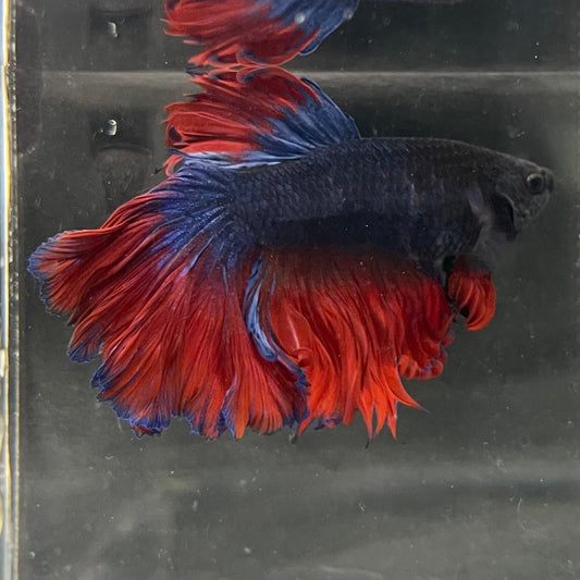 the-fish-farm Male Betta Male Betta - One Only - 13 Choose your favourite Male Betta from The Fish Farm Australia