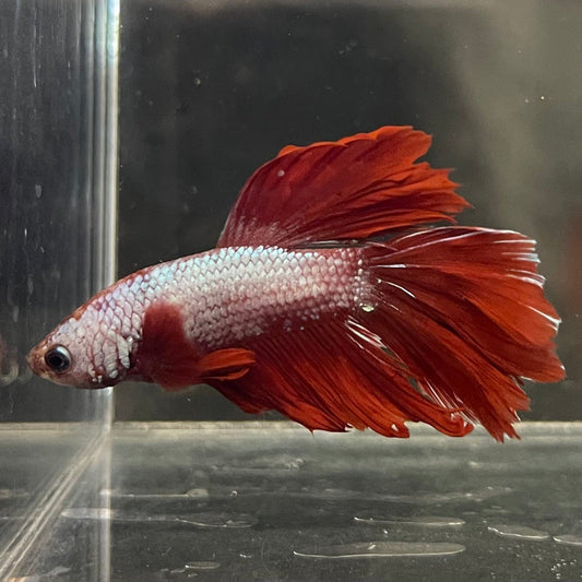 the-fish-farm Male Betta Male Betta - One Only - 13 Choose your favourite Male Betta from The Fish Farm Australia