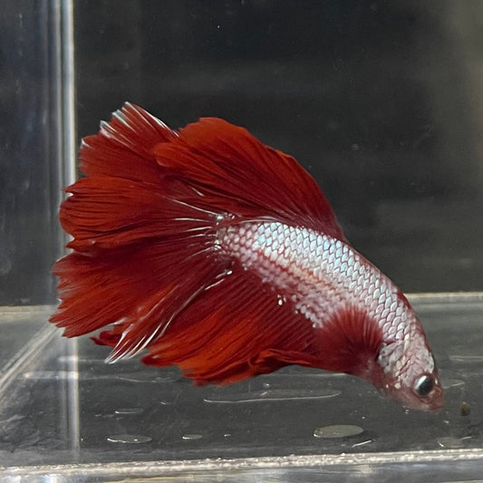 the-fish-farm Male Betta Male Betta - One Only - 13 Choose your favourite Male Betta from The Fish Farm Australia