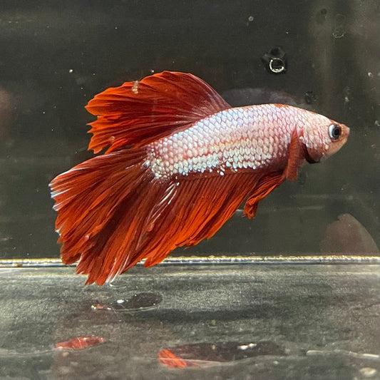 the-fish-farm Male Betta Male Betta - One Only - 13 Choose your favourite Male Betta from The Fish Farm Australia