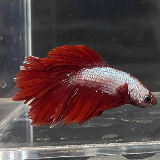the-fish-farm Male Betta Male Betta - One Only - 13 Choose your favourite Male Betta from The Fish Farm Australia
