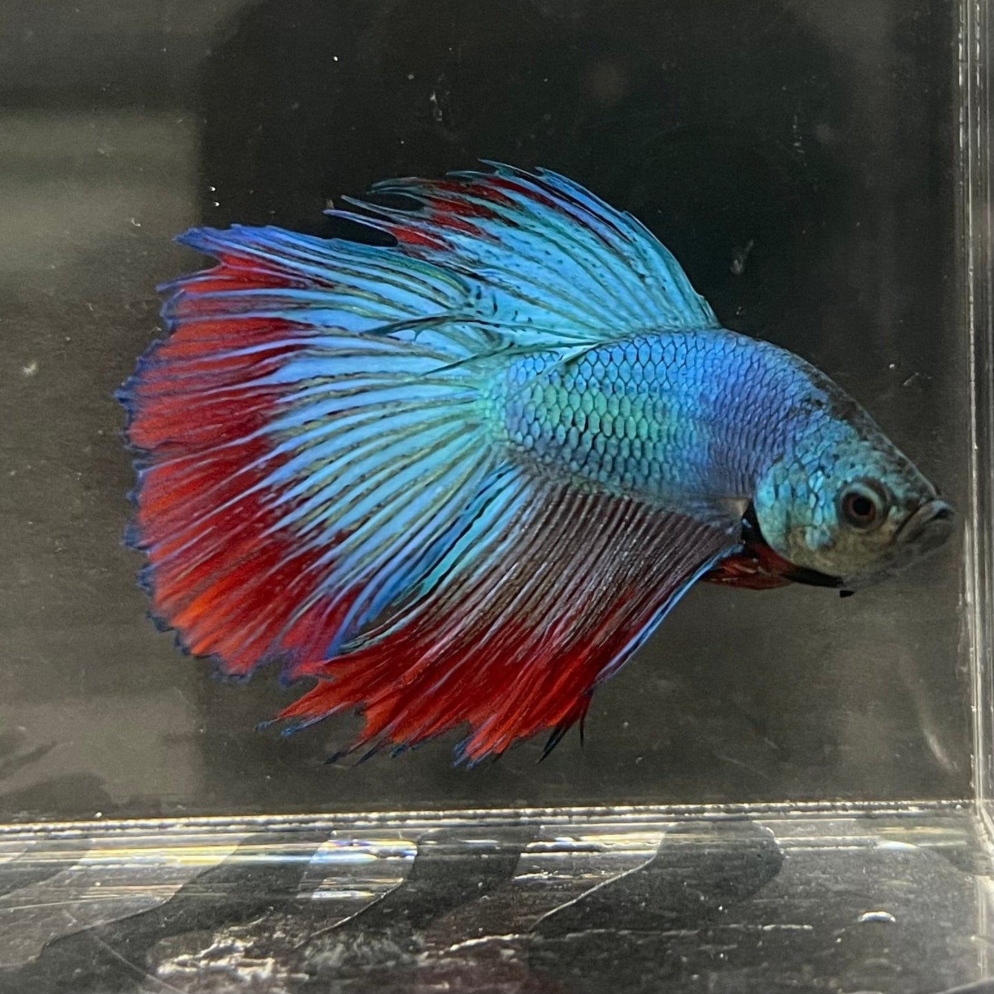 the-fish-farm Male Betta Male Betta - One Only - 13 Choose your favourite Male Betta from The Fish Farm Australia