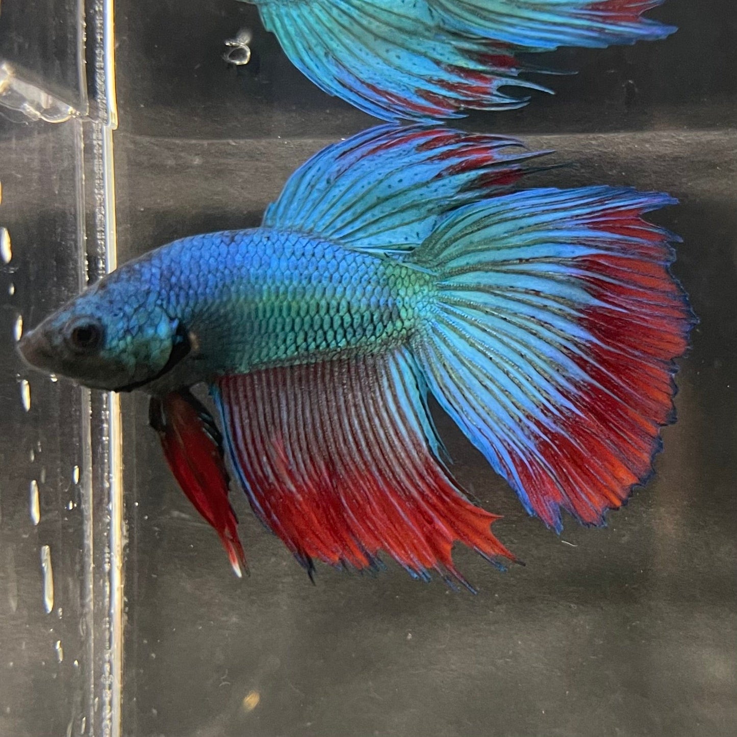 the-fish-farm Male Betta Male Betta - One Only - 13 Choose your favourite Male Betta from The Fish Farm Australia