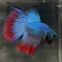 the-fish-farm Male Betta Male Betta - One Only - 13 Choose your favourite Male Betta from The Fish Farm Australia