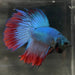 the-fish-farm Male Betta Male Betta - One Only - 13 Choose your favourite Male Betta from The Fish Farm Australia