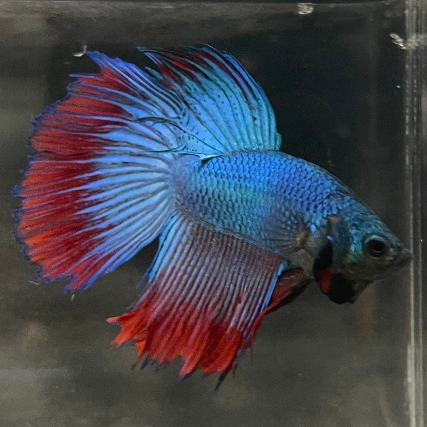 the-fish-farm Male Betta Male Betta - One Only - 13 Choose your favourite Male Betta from The Fish Farm Australia