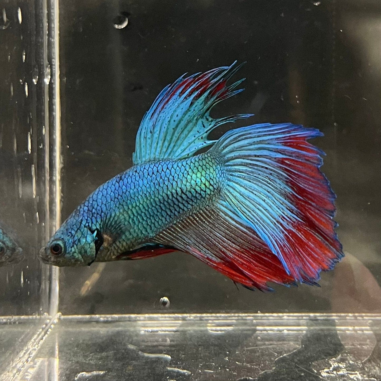 the-fish-farm Male Betta Male Betta - One Only - 13 Choose your favourite Male Betta from The Fish Farm Australia