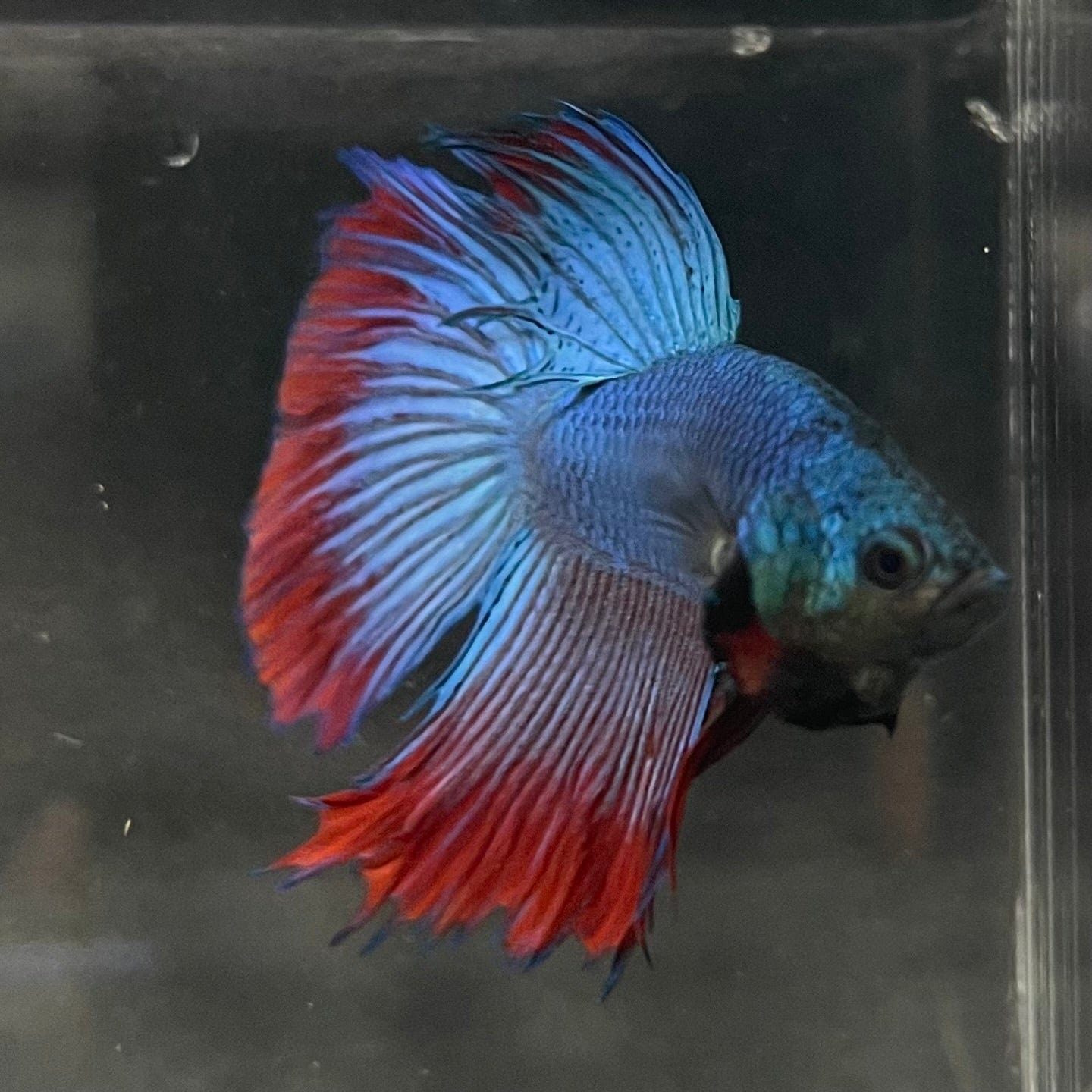 the-fish-farm Male Betta Male Betta - One Only - 13 Choose your favourite Male Betta from The Fish Farm Australia