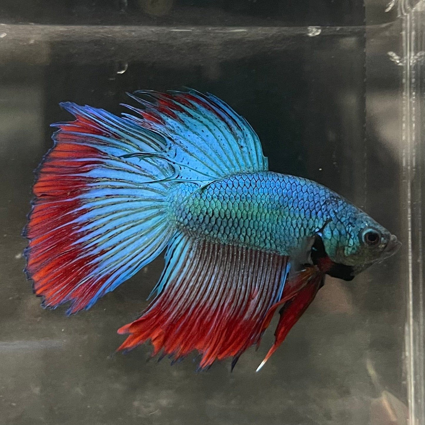 the-fish-farm Male Betta Male Betta - One Only - 13 Choose your favourite Male Betta from The Fish Farm Australia