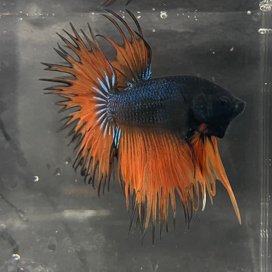 the-fish-farm Male Betta Male Betta - One Only - 13 Choose your favourite Male Betta from The Fish Farm Australia
