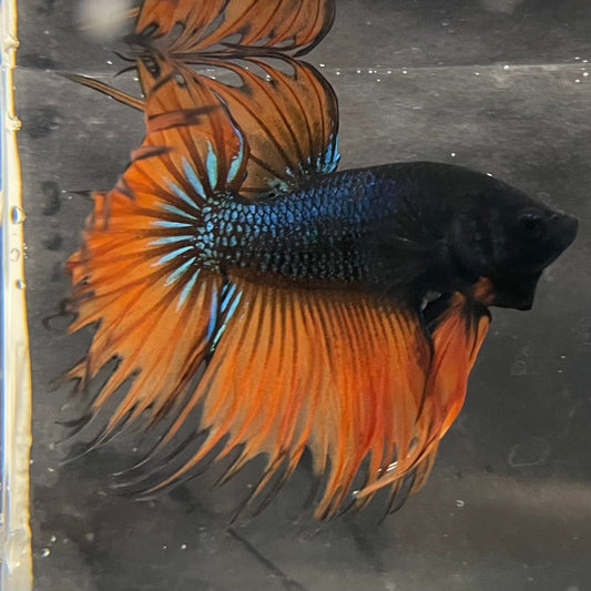 the-fish-farm Male Betta Male Betta - One Only - 13 Choose your favourite Male Betta from The Fish Farm Australia