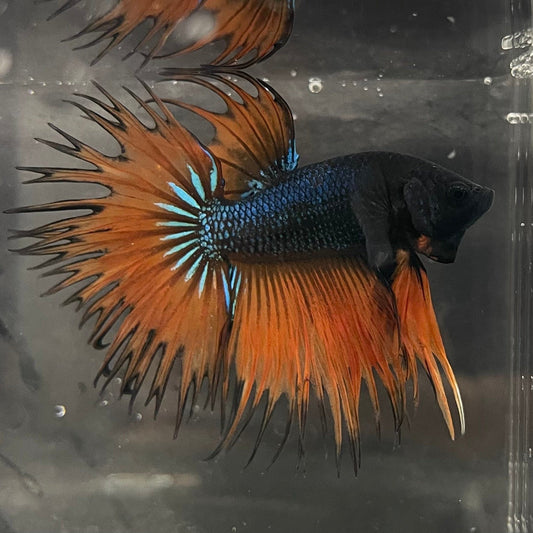 the-fish-farm Male Betta Male Betta - One Only - 13 Choose your favourite Male Betta from The Fish Farm Australia