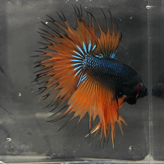 the-fish-farm Male Betta Male Betta - One Only - 13 Choose your favourite Male Betta from The Fish Farm Australia