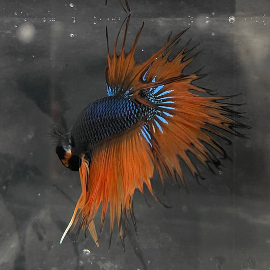 the-fish-farm Male Betta Male Betta - One Only - 13 Choose your favourite Male Betta from The Fish Farm Australia