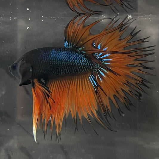 the-fish-farm Male Betta Male Betta - One Only - 13 Choose your favourite Male Betta from The Fish Farm Australia