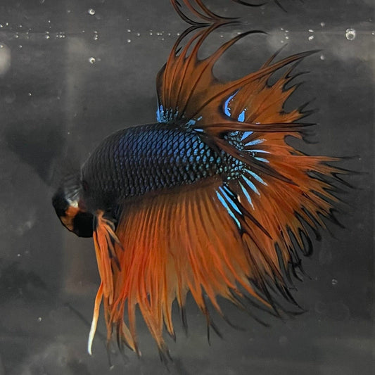 the-fish-farm Male Betta Male Betta - One Only - 13 Choose your favourite Male Betta from The Fish Farm Australia