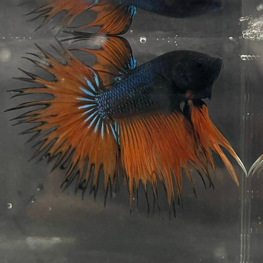 the-fish-farm Male Betta Male Betta - One Only - 13 Choose your favourite Male Betta from The Fish Farm Australia