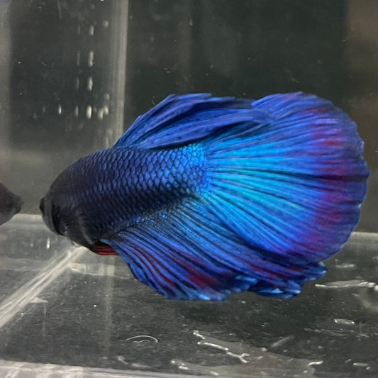 the-fish-farm Male Betta Male Betta - One Only - 13 Choose your favourite Male Betta from The Fish Farm Australia