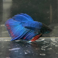 the-fish-farm Male Betta Male Betta - One Only - 13 Choose your favourite Male Betta from The Fish Farm Australia