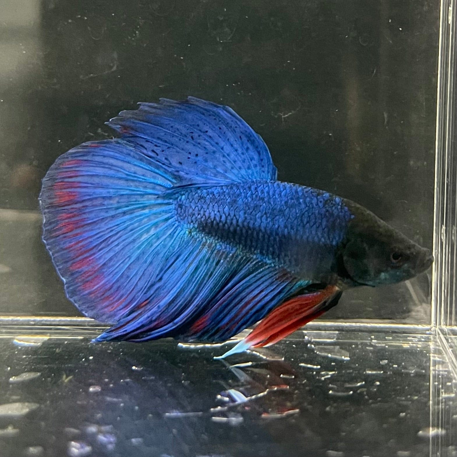 the-fish-farm Male Betta Male Betta - One Only - 13 Choose your favourite Male Betta from The Fish Farm Australia