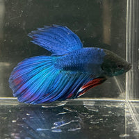 the-fish-farm Male Betta Male Betta - One Only - 13 Choose your favourite Male Betta from The Fish Farm Australia