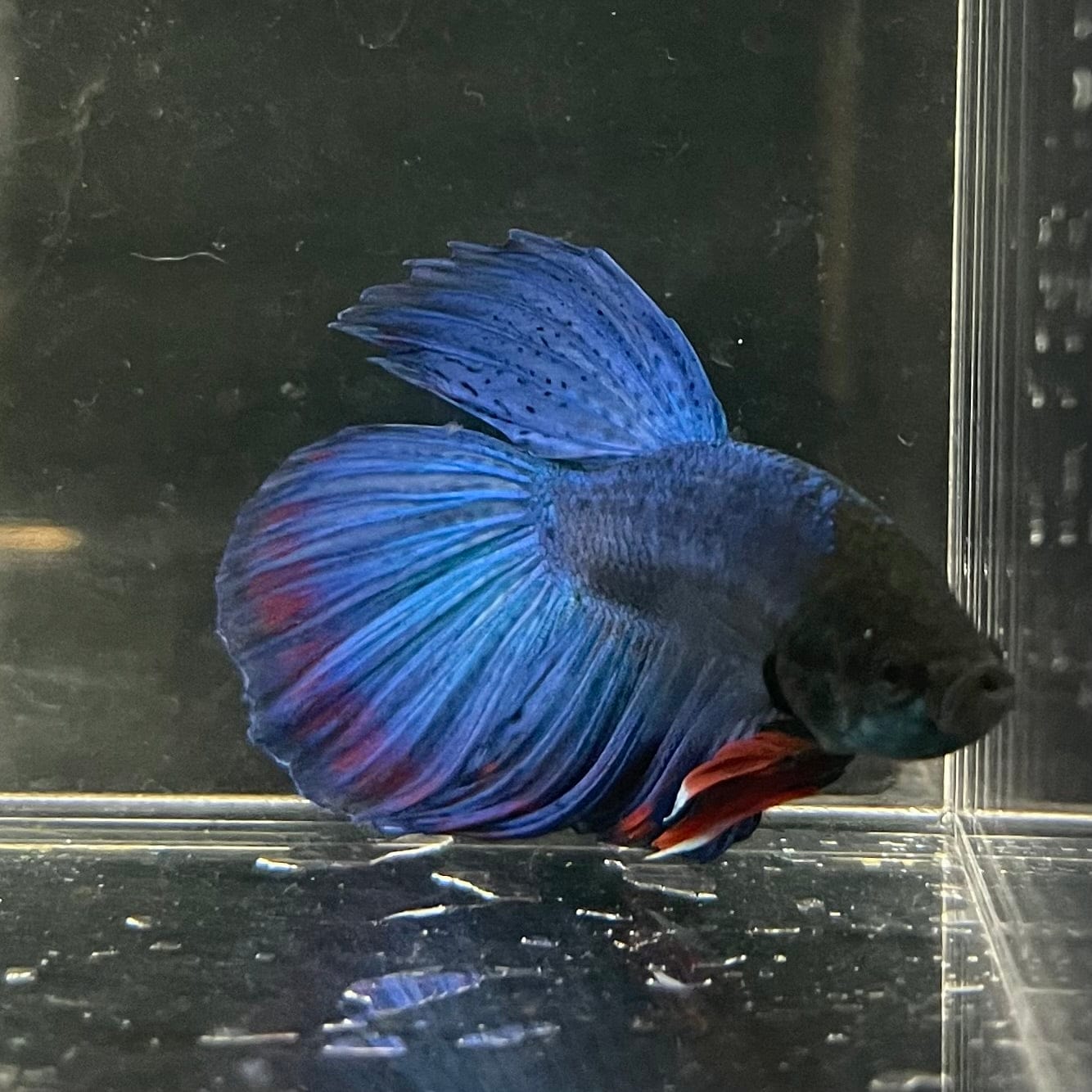 the-fish-farm Male Betta Male Betta - One Only - 13 Choose your favourite Male Betta from The Fish Farm Australia