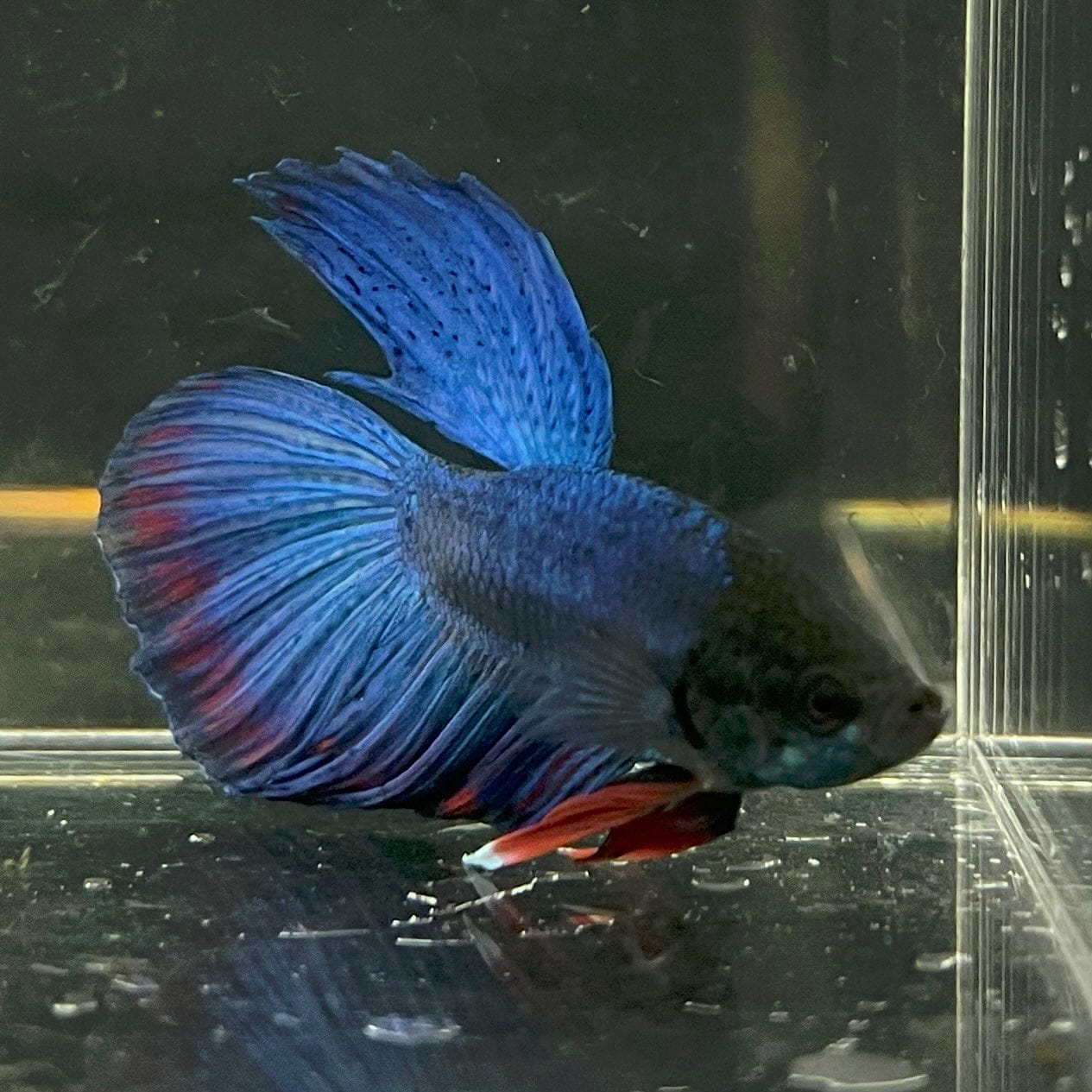 the-fish-farm Male Betta Male Betta - One Only - 13 Choose your favourite Male Betta from The Fish Farm Australia