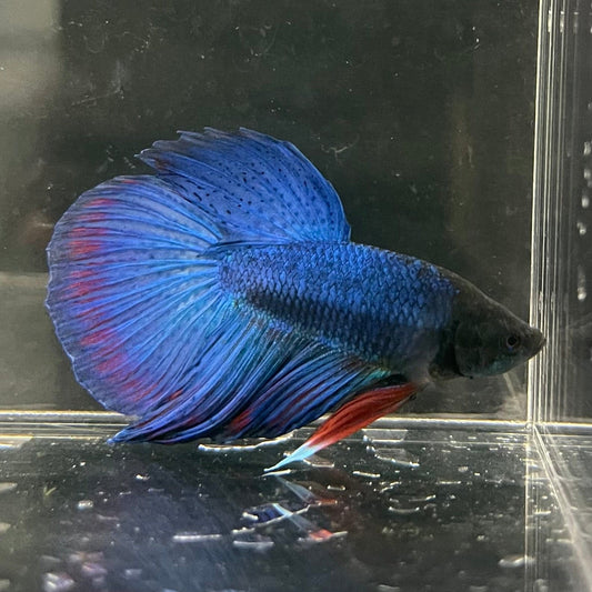 the-fish-farm Male Betta Male Betta - One Only - 13 Choose your favourite Male Betta from The Fish Farm Australia